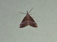 Hypena eductalis
